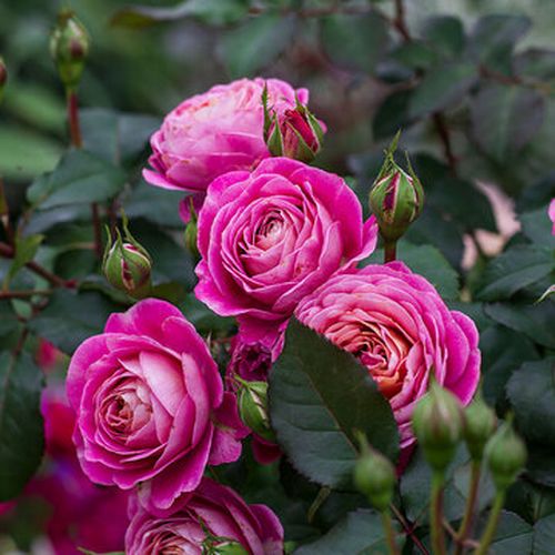 Intenzív illatú rózsa - Rózsa - Centenaire de l'Haÿ-les-roses - Online rózsa vásárlás